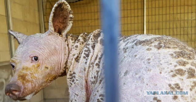 Стало известно, каким будет ответ России на захват «Маринеры».