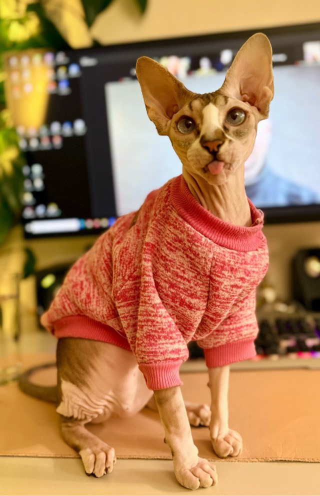 В защиту кошек породы Сфинкс канадский...