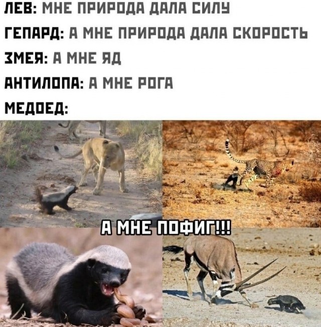 Итак, ты родился медоедом...