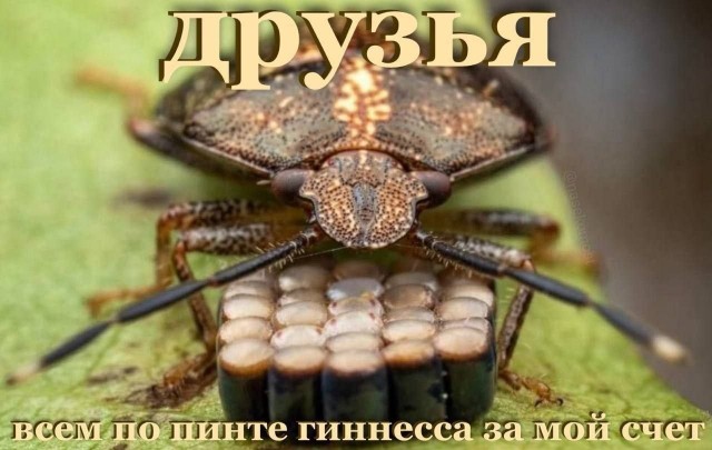 Картинки для деградации 175 (разной степени свежести)