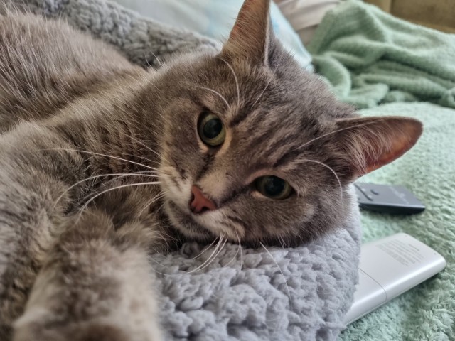 Наши коты