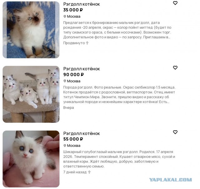 Дважды раб или банда Рэгдоллов