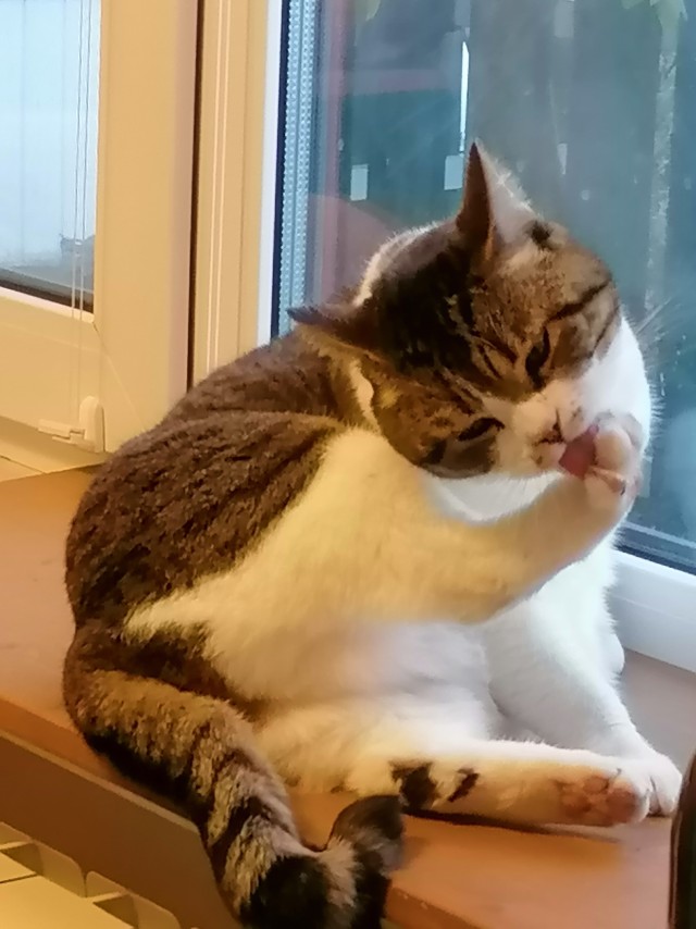 Котовторник