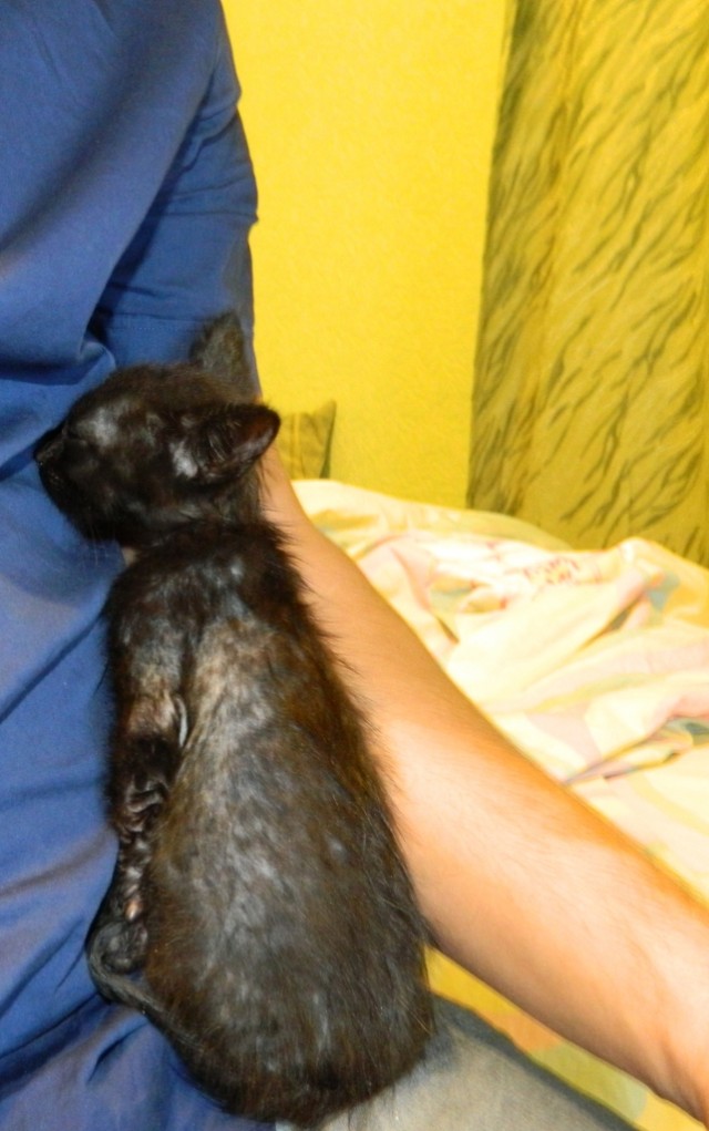 Новый член семьи