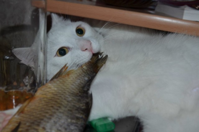 Котовторник на 24.09.2013г