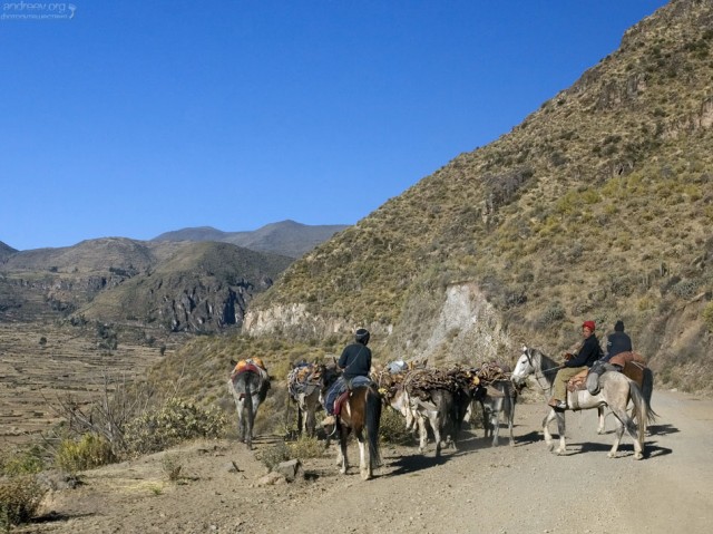 Перу: путешествие в ущелье Colca