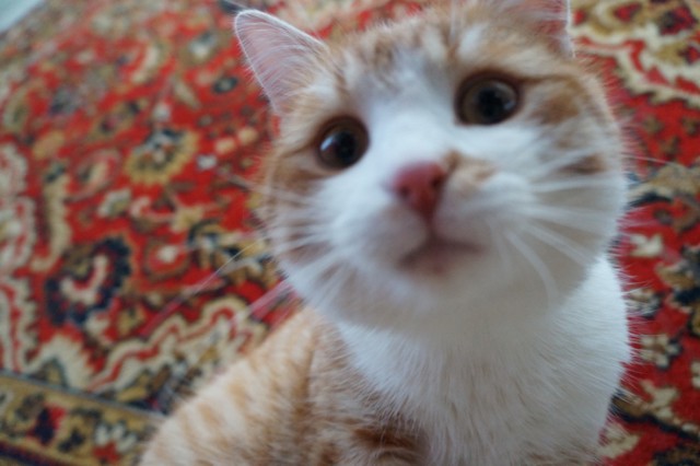 Котовторник 25.02.2014