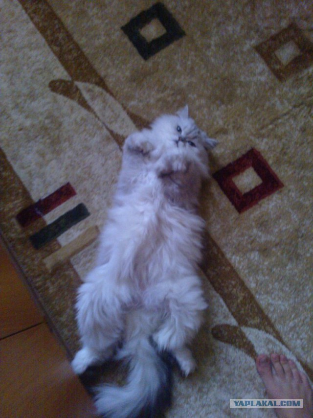 Котовторник 04.03.2014