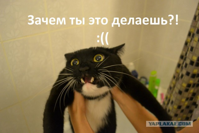 Жаль девушку