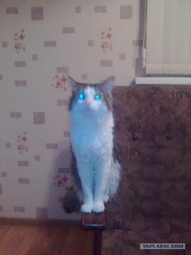 Котовторник 22.07.14