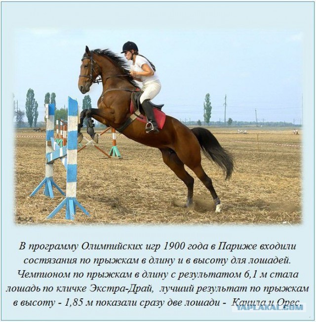 20 фактов обо всем