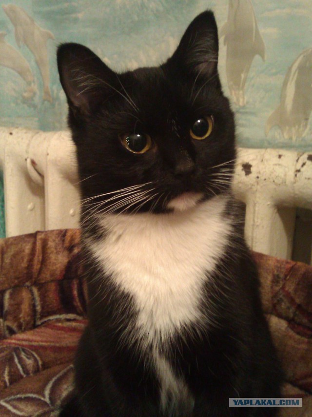 Котовоскресенье