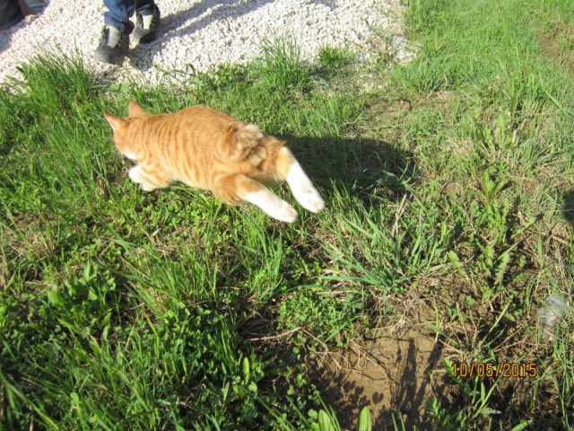 Котятки атакуют
