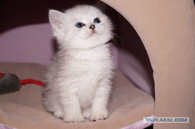 Котовторник