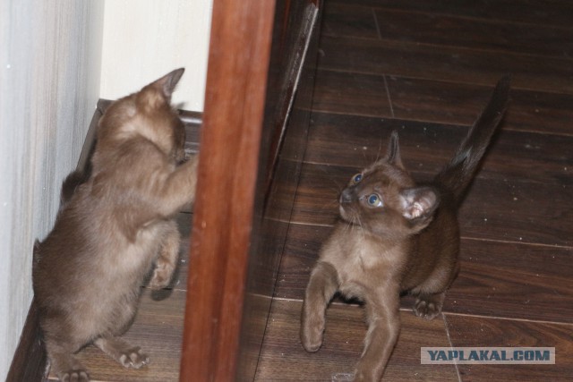 Котовторник  10.11.2015
