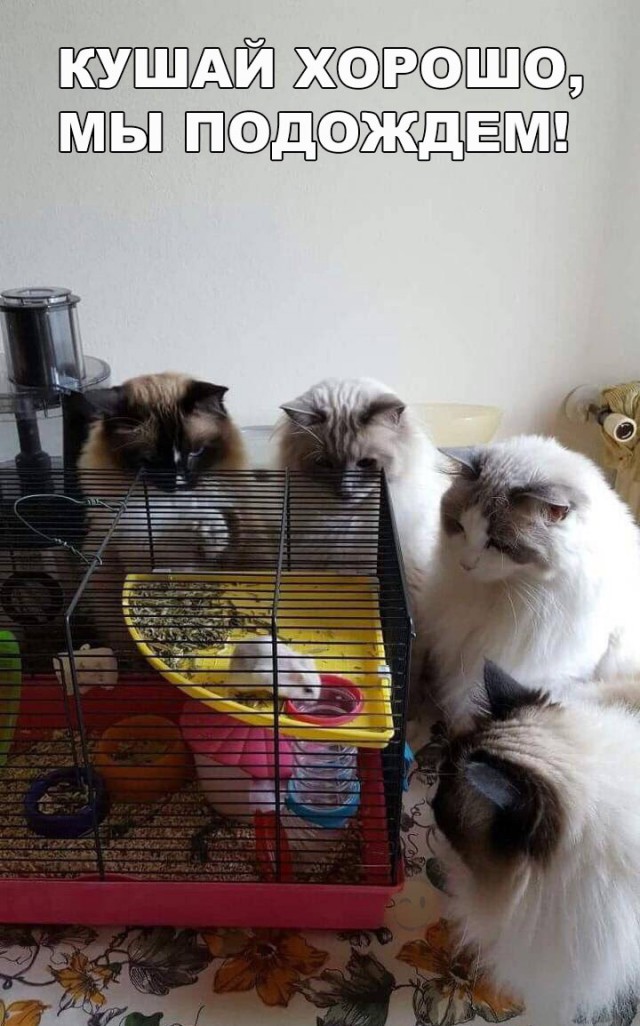 Коты и Кошки