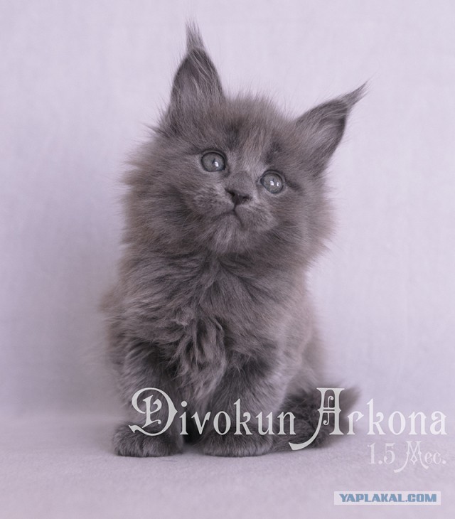 Котовторник 18.07.2017