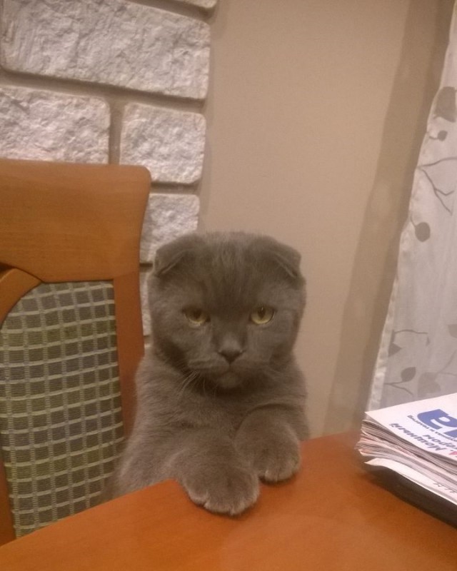 Как спят наши странные коты