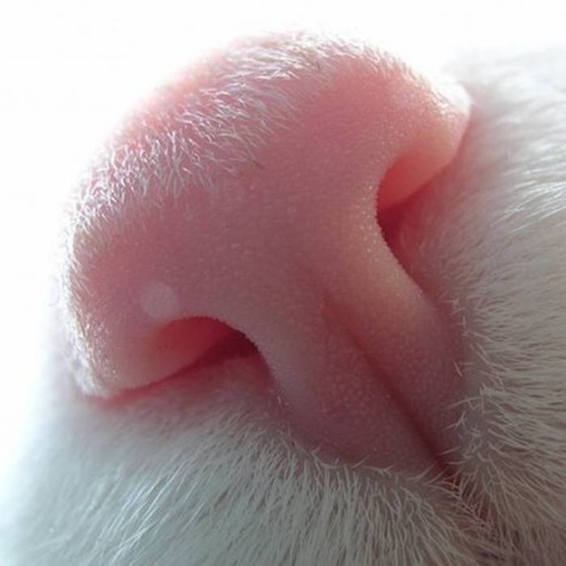 Фотобомбы котов