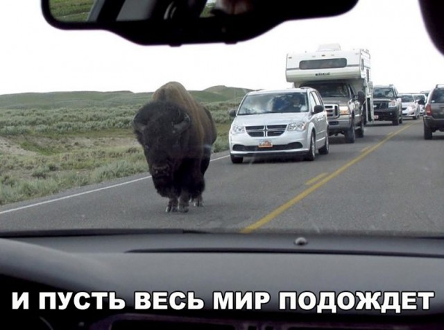 Живность из сети