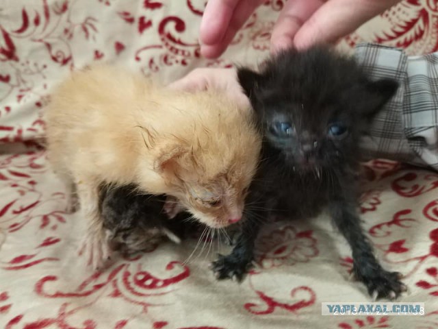 Котовторник 05.06.2018