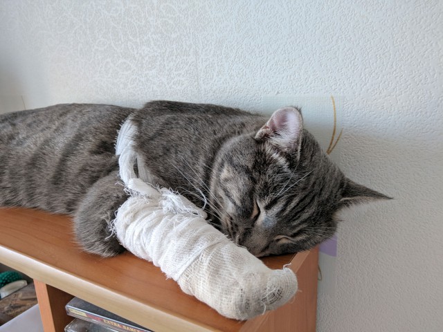 Котовторник  31.07.2018