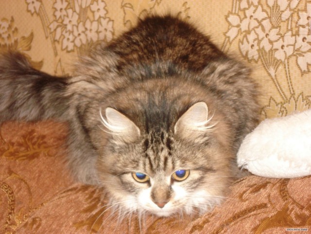 Ну что, котовторник?