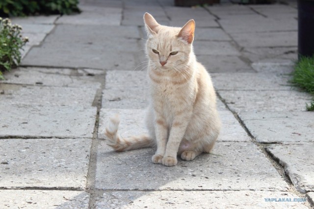 Профессиональный котовторник
