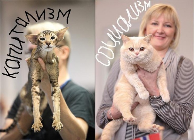 Котовторник! 08.11.11