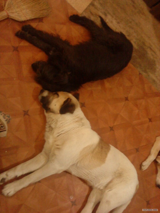 Собакочетверг 10.01.2013