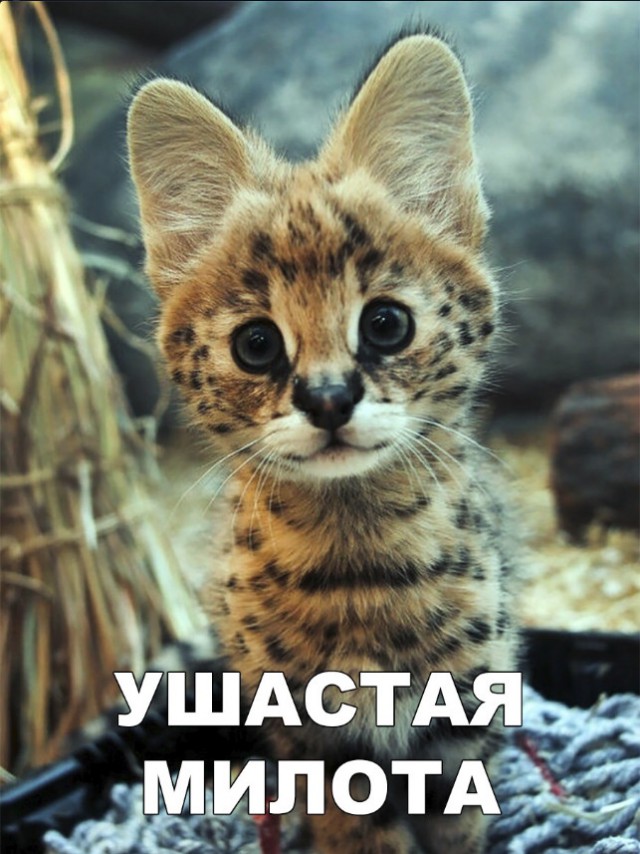 Дикий котовторник