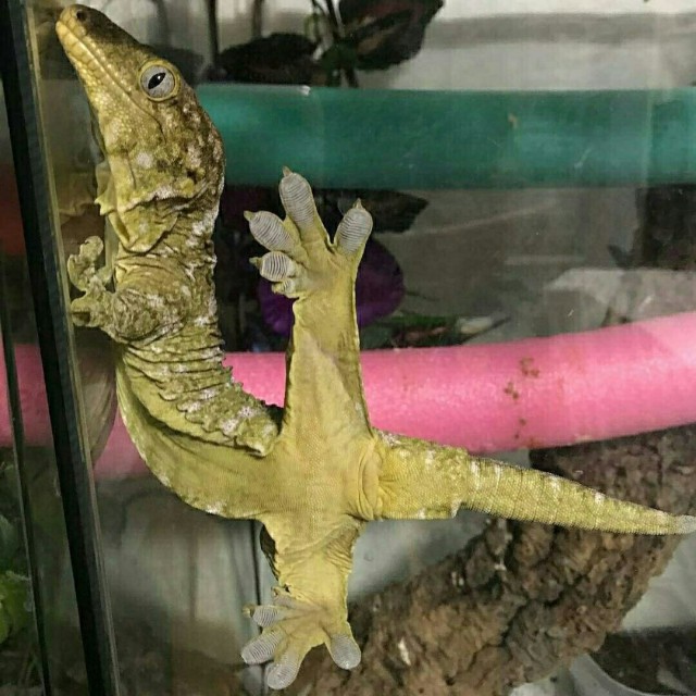 Живность из сети