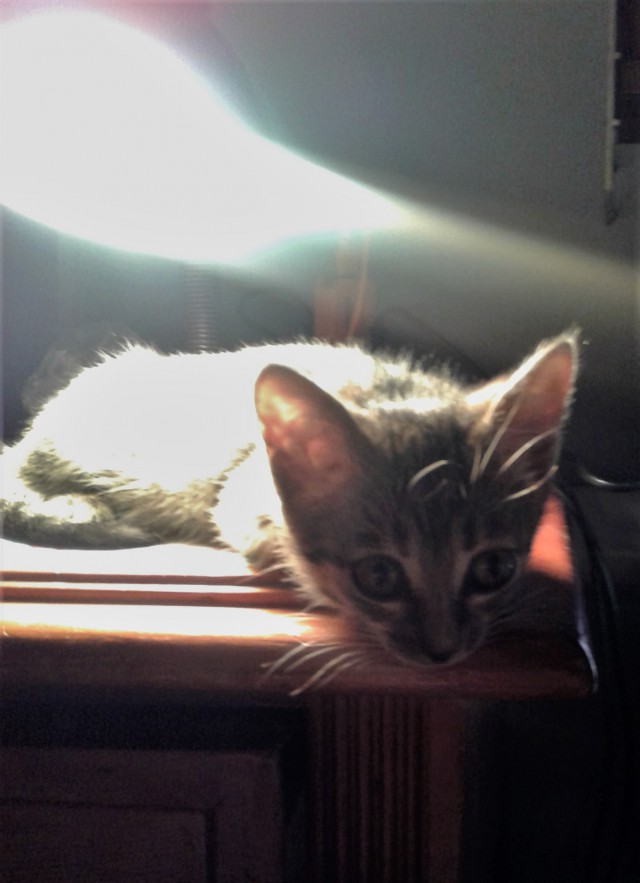 Котовторник однако