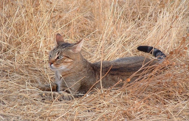 Забавные фото котеек