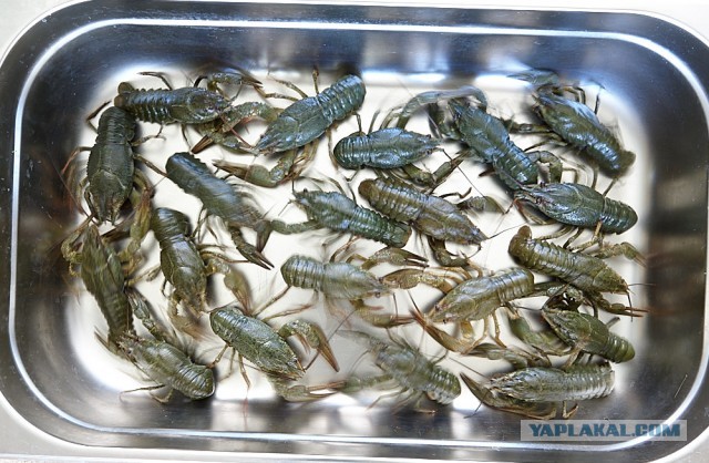 Биск из речных раков