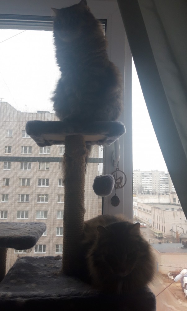 Давайте по котикам, которые с нами на самоизоляции