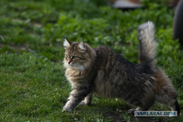 Котовторник
