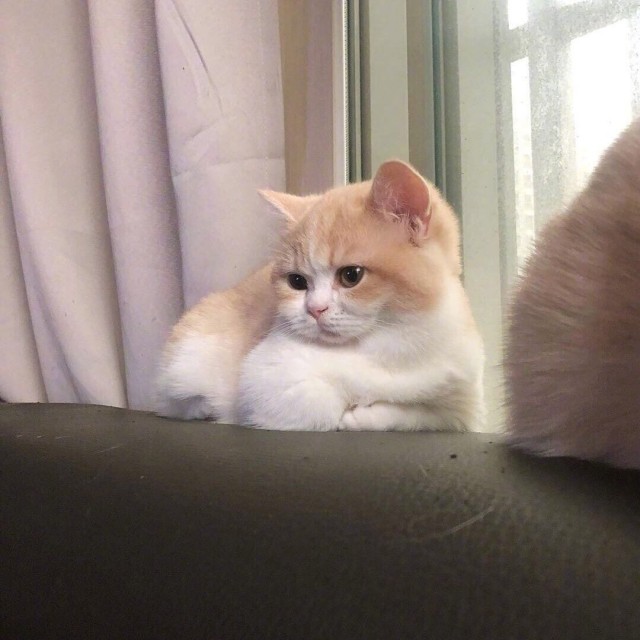 Эти забавные животные