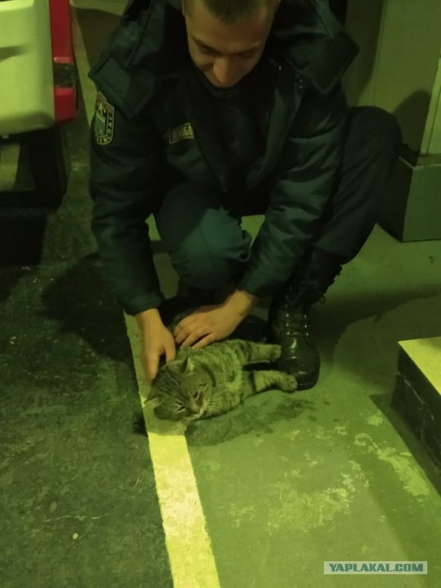 Спасение котейки из западни
