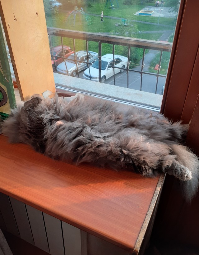 Всемирный день кошек