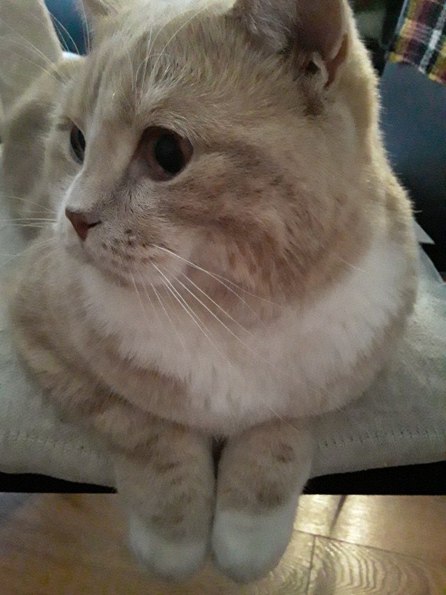 Последний котовторник лета