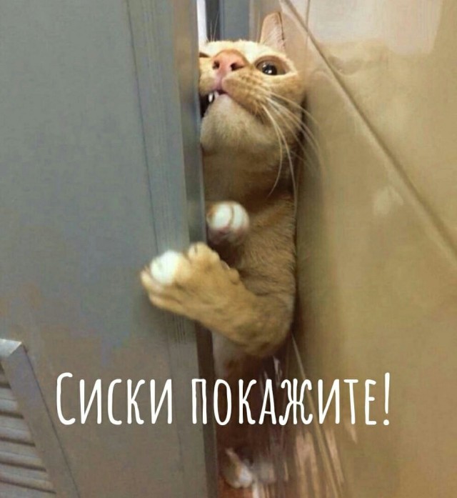 Гражданки приятных наружностей и окружностей
