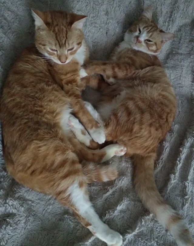 Котовторник