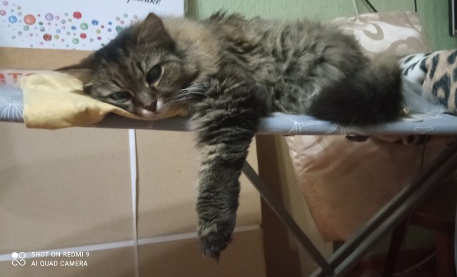 Котовторнику быть