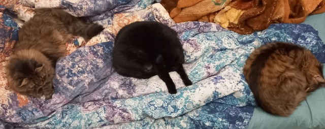 Котовторник 17.01.23