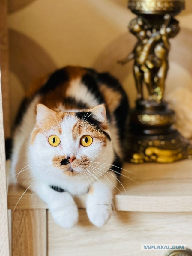 Знакомьтесь, это моя кошечка, зовут Япа