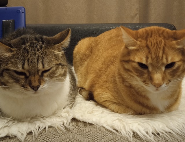 Год назад мы стали рабами (котовторник)