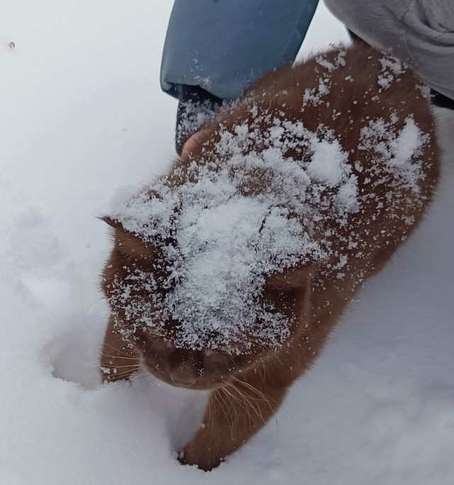Доброго всем и котиков