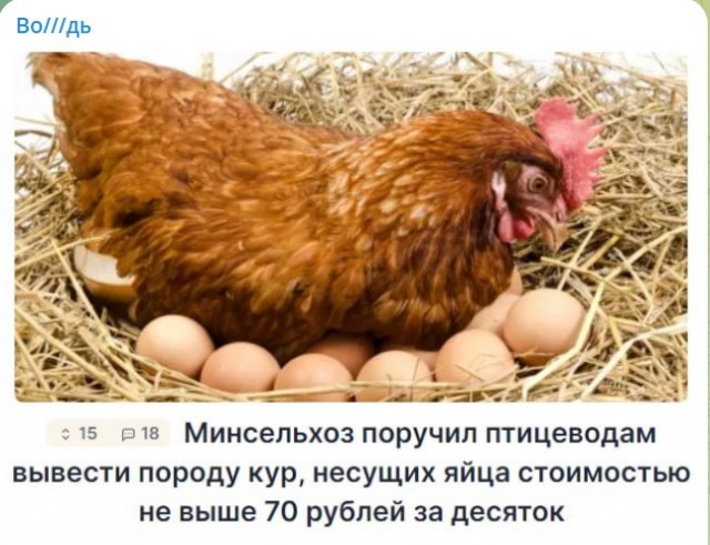 На Кубани заявили об увеличении объема производства яиц и мяса птицы