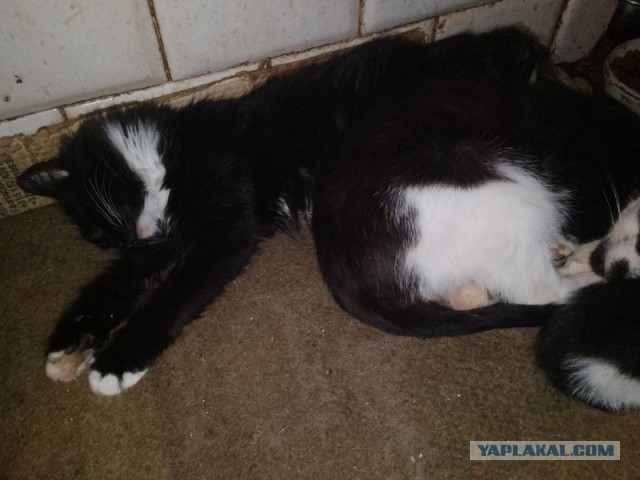 Жизнь домашнего приюта для котеек 518